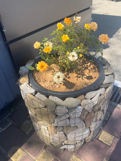 A close-up, outdoor shot captures a decorative planter filled with a rose bush in Dzhubga, Russia. The planter itself is cylindrical, featuring a dark plastic inner pot overflowing with soil and blooming roses. The roses are a mix of yellow and peach hues, with some white blooms also present. The outer layer of the planter is a wire cage filled with various-sized stones, creating a rustic, textured effect. The planter is situated on a paved area composed of interlocking square tiles in shades of red and yellow, with a dark gray wall in the background. Sunlight casts shadows across the scene, indicating it is daytime. The overall impression is one of a well-maintained outdoor space, likely a garden or patio area.