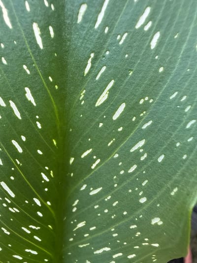 The image is a close-up, detailed view of a dark green leaf with scattered white speckles and streaks. The leaf exhibits prominent veins running diagonally across the frame. The texture appears slightly rough, with the white markings varying in size and shape, some being small dots and others elongated streaks. The lighting suggests a natural outdoor environment, possibly in a garden or park. No people, actions, or interactions are depicted. The specific location in Užliekniai, Lithuania, cannot be determined from the visual information provided in the image.