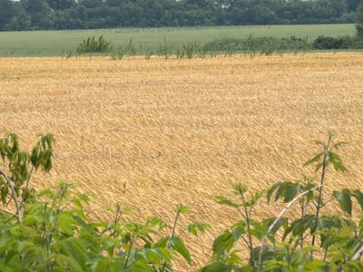 The image depicts a wide agricultural landscape in Katerynivka, Ukraine. In the foreground, vibrant green foliage from a deciduous tree partially obscures the view. Behind the foliage, a vast field of golden wheat stretches into the midground, its stalks swaying gently, indicating a light breeze. Further in the background, a strip of green land, possibly another crop or pasture, is visible. The horizon is lined with a dense band of dark green trees, forming a natural backdrop to the cultivated fields. The sky is not visible in the frame. The overall scene conveys a rural, natural environment characteristic of the Ukrainian countryside. There are no people or animals present in the image.