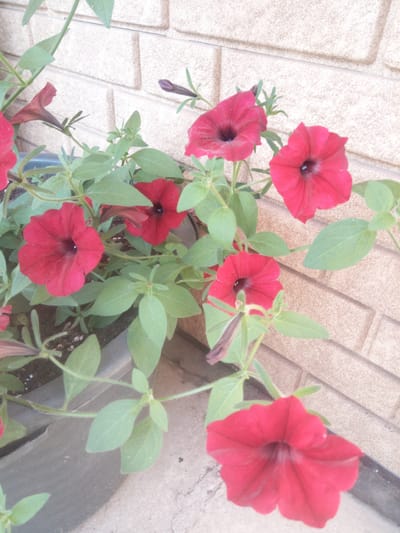 The image features a cluster of vibrant red petunia flowers in full bloom, set against a textured, light-colored brick wall. The flowers, with their trumpet-shaped corollas and dark centers, are the primary subjects, showcasing delicate petals with subtle variations in shade. Green leaves, some with fine hairs, surround the blossoms, some appearing slightly wilted, suggesting a natural outdoor setting.
The scene appears to be outdoors, possibly a garden or a balcony, given the presence of a dark planter at the bottom left and a concrete surface below. The lighting suggests it is daytime, with soft light illuminating the flowers. There are no people visible in the image. The background brick wall, with its horizontal and vertical divisions, provides a structured contrast to the organic forms of the flowers and foliage. A single, unopened flower bud, a deep purple hue, is also visible, hinting at continued blooming. The overall impression is one of natural beauty and growth, captured in a moment of floral abundance. The image is taken from a slightly elevated angle, looking down onto the flowers.
