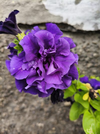 The image shows a close-up, eye-level shot of a vibrant, ruffled purple petunia flower. The flower is in sharp focus, with its many petals forming a complex, layered bloom. The background is out of focus, with a rough, textured surface that appears to be a stone wall or pavement. To the right and slightly behind the main flower, there are glimpses of other petunia plants with green leaves and some yellowing or wilting flowers. There are no people visible in the image. The lighting is natural, suggesting an outdoor setting. The overall impression is a detailed study of the texture and color of the petunia. This image was captured in the city of Petrovsk, Russia.