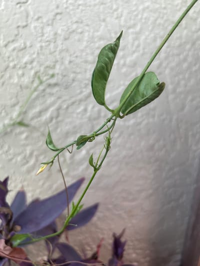 A close-up, medium shot captures a pale green vine with small leaves and a single yellow bud. The vine is intertwined with a thin wire, and a thin stem extends upward to the right. In the lower left corner, the blurred foliage of a deep purple plant is visible. The background is a textured, light-colored wall, possibly concrete or stucco. The lighting suggests an outdoor setting, likely during the daytime, with the focus on the delicate vine. The image is taken from a slightly elevated perspective, looking down at the plant. No people or specific landmarks are identifiable, making the location in Cape Coral, United States of America, a contextual detail rather than an observed element within the frame itself.