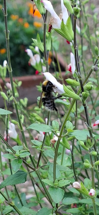 A bumblebee with yellow and black stripes is perched on a white flower with red accents, its proboscis extended into the bloom. The bee is positioned in the center-right of the image, facing towards the right. Green stems and leaves of the plant surround the bee and flower. In the blurred background, orange and yellow flowers are visible, suggesting an outdoor garden setting. There is no indication that this scene is located in Malda, Estonia; it appears to be a natural, outdoor environment.