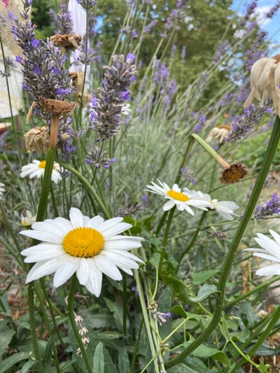 The image is a close-up, low-angle outdoor shot of a garden with daisies and lavender. The foreground features a prominent white daisy with a yellow center, with its stem curving slightly. Several other daisies are visible throughout the frame, some in focus and some blurred. Sprigs of purple lavender are interspersed with the daisies, with some dried lavender also present. The background is a blur of green foliage and a bright blue sky with scattered clouds. There are no people or animals in the image. The scene depicts a natural garden setting.