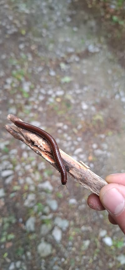 A dark brown millipede is held on a twig by a person's thumb and index finger, its segmented body arching over the wood. The millipede has numerous legs, and its head is visible at the front. The background is blurred, showing a ground covered with small stones and patches of green foliage, suggesting an outdoor, natural environment. The image is taken from a slightly elevated perspective, looking down at the millipede and twig. No specific location in Tazha, Bulgaria is identifiable from the visual information.