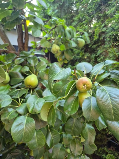 This is a photograph of a pear tree with ripening fruit, taken outdoors. The focus is on several green pears, some of which are beginning to show hints of red and yellow coloration, nestled amongst lush green leaves. The background is partially blurred, revealing more foliage and a dark evergreen shrub. The lighting suggests it is daytime, possibly late afternoon, with some dappled sunlight filtering through the leaves. The image appears to be taken in a garden or orchard setting, consistent with a residential area like Barbing, Germany. There are no people or animals visible in the scene.