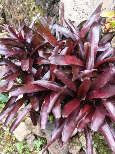 The image displays an outdoor scene in Koipa, Papua New Guinea, focusing on a dense arrangement of bromeliad plants. The central subjects are multiple bromeliad rosettes, each comprised of numerous elongated, lanceolate leaves, primarily deep reddish-purple in color with some subtle green undertones. The leaves exhibit a smooth texture and are arranged in overlapping layers. In the upper background, a vertical, light-toned, textured surface, consistent with either a tree trunk or a weathered concrete/stone wall, is visible. To the upper right, a section of other foliage with distinct yellow, red, and green variegation is present. The lower foreground consists of irregular, light-colored stones interspersed with patches of green ground cover vegetation and exposed soil. No individuals, specific actions, or interactions are present in the frame.