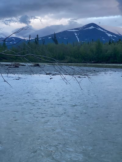 The image depicts a wide, fast-flowing river in Haines Junction, Canada, with a backdrop of rugged mountains. The river's surface is a turbulent grey, rippled by the current, with visible debris floating near the shore. The riverbank is a mix of grey stones and driftwood, transitioning into a dense line of green trees. Beyond the treeline, snow-capped mountains rise sharply, their dark blue slopes streaked with white snow. The sky above is overcast with dramatic grey clouds, suggesting an impending storm or twilight conditions. A bare tree branch with multiple thin limbs extends into the foreground from the left side of the frame, casting a shadow on the water. The scene conveys a sense of wilderness and the raw power of nature in a remote, mountainous region.