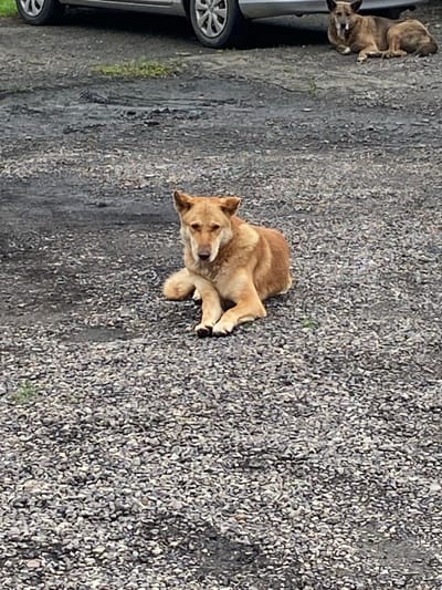 In the city of Kraskino, Russia, two dogs are visible on a gravel surface in front of a vehicle. The dog in the foreground is a medium-sized, tan-colored dog lying down, looking towards the camera with its front paws crossed. Its fur is short and appears slightly disheveled. The second dog, in the background and partially obscured by the vehicle, is lying down and appears to be a brindle-colored dog. The ground is covered in small, greyish gravel with some patches of dirt and sparse green vegetation. The vehicle is silver or grey and is parked on the left side of the frame. The overall impression is a quiet, outdoor scene.