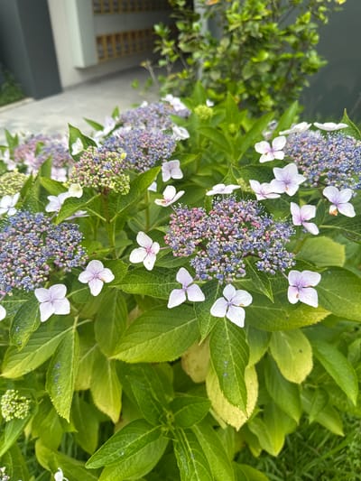 A close-up, eye-level shot focuses on a dense cluster of hydrangeas in bloom, set against a blurred background of a building and greenery. The hydrangeas display a gradient of colors, from pale pink and white to lavender and deep blue, with individual flowers forming lacecap-like clusters. Some flowers are fully open, revealing delicate petals, while others remain as small buds. The leaves are a vibrant green, some with hints of yellowing, and exhibit visible veins. The scene appears to be outdoors, with a paved surface and part of a modern building visible in the upper left portion of the frame. Small, dark specks, possibly insects or dirt, are scattered across some of the leaves and petals. The overall impression is one of lush, natural beauty within an urban or semi-urban setting. This specific scene is located in Chakvi, Georgia.