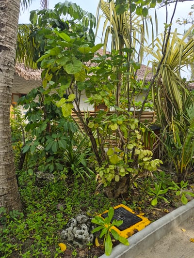 The image presents a scene in Huraa, Maldives, showing a tropical setting near a building. A palm tree trunk is visible in the foreground at the bottom, and the base of a thatched roof structure is above it. Various green trees and plants fill the frame. A section of a building with louvered shutters can be seen among the foliage. On the ground, there's a yellow and black cover for an access point near a grey concrete curb. The ground is covered in greenery.