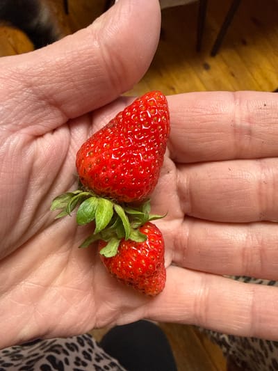 In this close-up, top-down shot, a person's hand holds two ripe strawberries. The strawberries are bright red and have visible seeds, with one larger than the other. The larger strawberry is positioned towards the left side of the palm, while the smaller one sits to its right, with green leaves connecting them. The hand is illuminated by natural light, highlighting the texture of the skin and the lines on the palm. The background is softly blurred, showing a wooden surface with a dark, patterned fabric to the right. The overall impression is of a simple, candid moment, perhaps outdoors or in a well-lit indoor setting. There is no visible text.