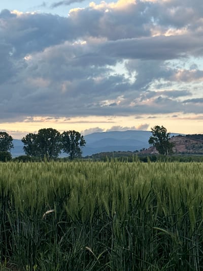 The image, when viewed in correct landscape orientation, captures a serene rural scene at either sunrise or sunset. A vast field of dense, vibrant green crops, likely wheat or barley, occupies the foreground and midground, extending from the bottom and right side of the frame. Scattered across the midground, dark-leaved trees are silhouetted against the lighter horizon. In the background, layers of hazy blue mountains or hills stretch horizontally across the landscape. The sky above is filled with dramatic, elongated clouds that show shades of gray and blue, interspersed with bright patches of soft golden and light orange light, indicating the low angle of the sun. The overall atmosphere is peaceful and expansive. This natural landscape is situated in Doganovo, Bulgaria. There is no visible text in the image.