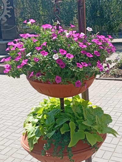 This is a medium shot, eye-level, vertical photograph of a two-tiered planter filled with flowers and greenery. The planter is made of terracotta-colored plastic. The top tier is overflowing with bright magenta petunias, with a few white petunias interspersed. The bottom tier is filled with lush, bright green foliage, possibly sweet potato vines, with some trailing greenery at the edge. The planter is supported by a dark, thick metal pole. The background consists of a paved area with light grey interlocking pavers, and beyond that, a dense green hedge. In the far left background, a dark, angular monument with some decorative cutouts is partially visible. The lighting suggests a bright, sunny day. The image appears to be taken in an outdoor public space, possibly a park or a city square. The location is identified as Pokrov, Ukraine. There are no people visible in the image.