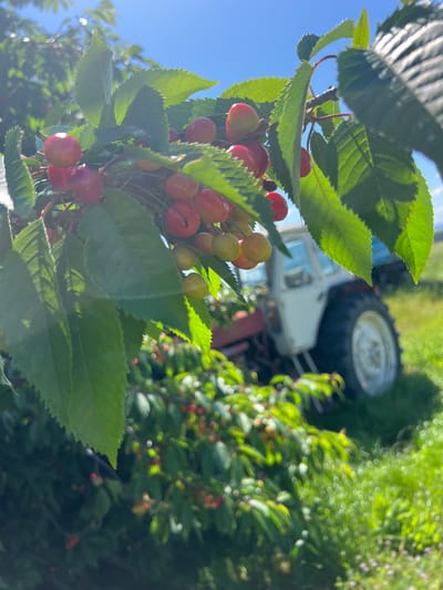 A close-up, slightly tilted, daytime shot captures a cluster of cherries on a branch. The cherries are various shades of red and yellow, interspersed with green leaves. In the background, a partially obscured tractor with a large white wheel and red elements is visible. Additional greenery, likely more cherry trees, fills the background. The scene is likely an orchard in Praventsi, Bulgaria, based on the request context. There is no indication of people or direct interaction within the frame.
