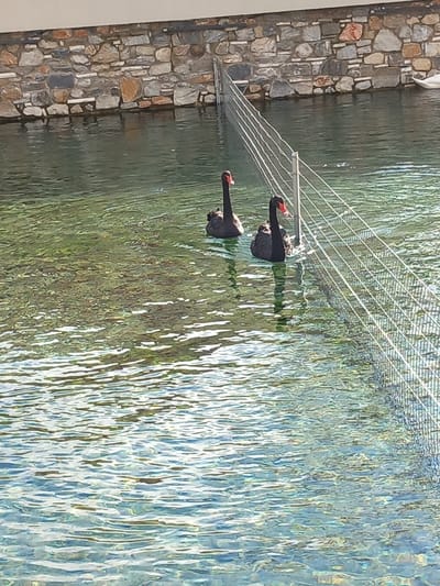 Two black swans are swimming in a lake next to a stone wall with a fence. The location is in Drama, Greece. The water is clear and reflects the sunlight.