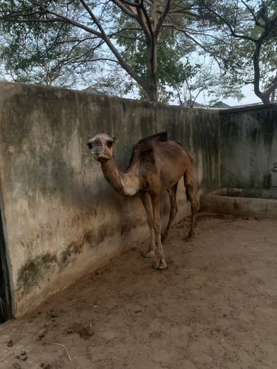 A camel stands in an enclosure with a concrete wall on one side and a dirt floor on the other. The camel is facing the viewer and has a long neck. Branches from a tree stretch into the frame in the upper left corner of the picture. The lighting suggests it is daytime, and the overall impression is that the camel is in a zoo or sanctuary.