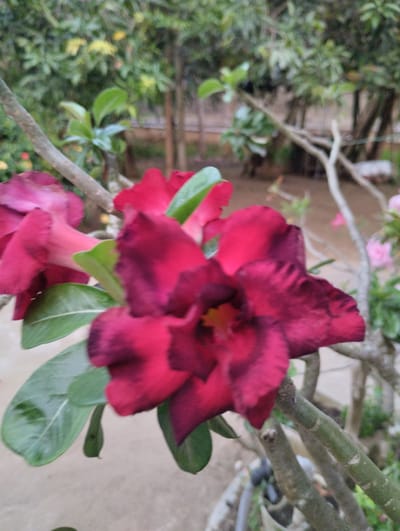 A close-up, slightly out-of-focus shot captures a cluster of deep red and pink Adenium flowers, commonly known as Desert Roses, in Luengbaro, Indonesia. The flowers are vibrant against a backdrop of blurred green foliage and the muted tones of what appears to be a sandy or dusty ground. The woody stems of the plant are visible, suggesting it is a mature specimen. One prominent flower in the foreground displays ruffled petals with darker, almost black, edges and a hint of yellow at its center. Several other blooms and green leaves are scattered throughout the frame, some in softer focus. The overall impression is one of natural beauty thriving in an outdoor, potentially arid, environment.