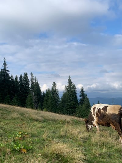 The image presents an outdoor, pastoral mountain scene, likely located in the vicinity of Vorokhta, Ukraine. A single domestic cow, with mottled brown and white markings, is positioned in the lower right quadrant, its head lowered as it grazes on a grassy incline. The foreground and mid-ground consist of a hillside covered in a mixture of green and senescent golden-brown grasses, with some broader-leafed plants visible in the lower left. A dense line of dark green coniferous trees forms a prominent horizontal band across the mid-ground. Beyond the tree line, indistinct blue-grey mountain ranges recede into the distance. The sky, occupying the upper half of the frame, displays a mix of white and grey cumulus clouds against a background of clear blue sky. No human figures or man-made structures are discernible within the visible scene.