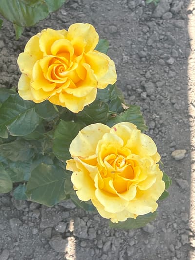 Two yellow roses are in full bloom, facing upwards. The rose in the upper left has more tightly packed petals, while the rose in the lower right is more open, revealing its center. Both roses have visible red spots on their petals. Dark green leaves surround the roses. The ground beneath is dark, dry soil with small stones and pebbles. A sunbeam casts a shadow on the right side of the frame. The scene appears to be in a garden.