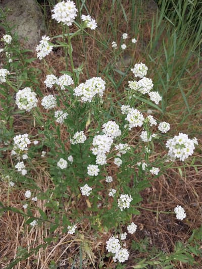 The image shows a cluster of small white flowers with yellow centers, growing in a natural outdoor setting. The flowers are delicate and appear to be in bloom. They are clustered on thin green stems, with some leaves visible. The background consists of dry, brown grasses and some taller green blades of grass. A large, moss-covered rock is visible in the upper left portion of the image. The scene suggests a wild or untamed environment. No people or actions are depicted. The photograph appears to have been taken during daylight hours. The specific location in Liubymivka, Ukraine, is not discernible from the visual elements of the image itself, but it is assumed to be an outdoor area within that city.