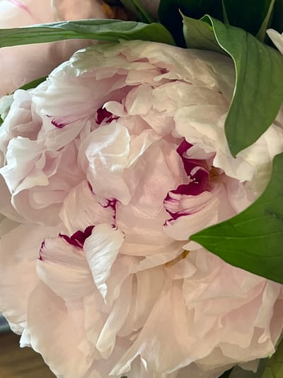 The image is a close-up, full-frame shot of a pale pink peony flower with hints of deep pink or burgundy coloring along the edges of some petals. The flower is densely packed with soft, ruffled petals, and there are a few green leaves visible at the top and right sides of the frame. The lighting is soft, creating subtle shadows that highlight the texture of the petals. The background is blurred and out of focus, with shades of pink, brown, and dark green. There are no people or actions depicted in the image. The image does not contain any recognizable landmarks or features that would indicate its location within the city of Bunbeg, Ireland.