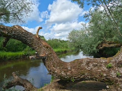 The image depicts a tranquil natural scene in Tsirgumäe, Estonia. A large, weathered tree trunk, covered in moss and bark, arches dramatically over a calm river. The trunk appears to be partially fallen or broken, with a smaller, lighter-colored branch jutting out from its side, resembling a natural sculpture. The river's surface reflects the blue sky and fluffy white clouds, indicating fair weather. Dense green foliage lines the riverbanks, with willowy trees and lush grass creating a verdant backdrop. Sunlight filters through the leaves, dappling the ground and water. The overall impression is one of peaceful solitude and the raw beauty of nature. There is no activity or event taking place; the scene is static and serene, suggesting a moment captured during daylight hours, likely midday given the brightness of the sky. No people or text are visible in the image.
