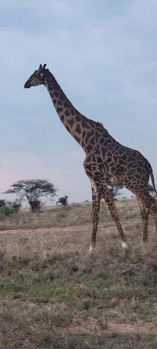 An adult giraffe stands in an open savanna environment within the Seronera region of Tanzania. The animal, exhibiting a reticulated brown and tan coat pattern and prominent ossicones, faces left, with its body angled slightly right relative to the camera. The foreground and midground consist of dry, sparse, yellowish-brown grasses and a dirt track. In the background, scattered acacia trees are visible under a light blue-grey sky, which shows a reddish-pink hue along the horizon on the left, indicative of dawn or dusk. No other subjects or man-made objects are present.