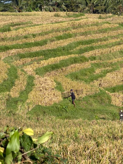 A person is seen walking across a terraced rice field. The rice stalks are a mix of yellow and green, suggesting a harvest is either underway or has recently concluded. The person is wearing a dark t-shirt and shorts and is carrying a woven basket over their left shoulder. The terraces are clearly defined, with a mixture of stubble and regrowing grass visible. In the background, a dense canopy of palm trees forms a dark green line against the sky. A small, carved stone structure is visible on the right side of the frame, suggesting a cultural or religious element within the agricultural landscape. The overall scene depicts a rural setting in Selemadeg Timur, Indonesia, focused on agricultural practices.