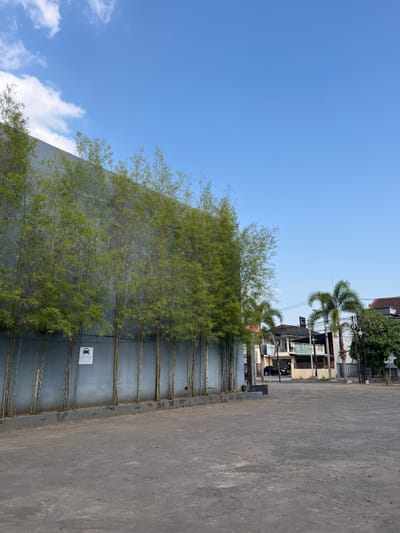 A clear, blue sky with sparse white clouds is above a textured, grey concrete ground. A line of tall, slender bamboo stalks with green foliage grows along a light grey, textured wall on the left side of the frame. A small, white rectangular sign with a black car icon and text is affixed to the wall, visible between two bamboo stalks. To the right of the bamboo, a street is lined with buildings of varying architectural styles and colors, including some with tiled roofs. Palm trees are interspersed among the buildings. A few dark-colored cars are parked on the street. The scene appears to be an outdoor public space, potentially a parking area or a street in a residential or commercial district. The overall impression is one of a bright, sunny day in an urban environment.