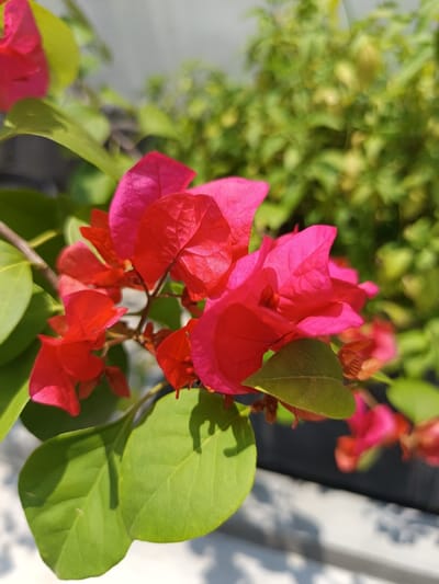 This image depicts a close-up of a Bougainvillea plant, located in Ouderkerk aan de Amstel, Netherlands. The central subject is a cluster of vibrant fuchsia-pink and reddish-pink bracts, some partially overlapping, exhibiting visible vein structures. These bracts are surrounded by several oval-shaped green leaves, which show variations in shade and texture. A prominent, well-defined green leaf occupies the lower left quadrant, casting a distinct shadow onto a lighter, textured surface below. Another large green leaf is visible in the upper left, partially obscured. The plant's stems are thin and reddish-brown, supporting the foliage and bracts. Strong, direct sunlight illuminates the scene from an unseen source, creating bright highlights on the bracts and leaves and casting sharp shadows. The background is an out-of-focus arrangement of lighter green foliage, suggesting additional plant life, and a blurred, dark horizontal element, likely the rim of a planter or container, positioned above a mottled gray and white surface. No people or animals are present.
