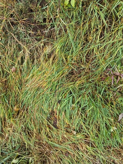 Green and brown grass lies tangled on the ground. Some grass blades are vibrant green, while others are tinged with yellow and brown, suggesting they are drying or decaying. Small leaves and debris are scattered among the grass. The ground is partially visible, revealing dark soil in some areas. The overall impression is one of untamed natural growth close to the earth.