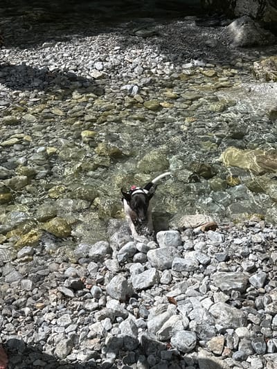 In Vusanje, Montenegro, a black and white dog with a red and white collar wades in a shallow, clear stream filled with smooth, light-colored stones. The dog is partially submerged, with its hindquarters and tail visible above the water. The stream bed is composed of numerous grey and yellow rocks, with sunlight reflecting off the water's surface, creating a shimmering effect. The surrounding area is also covered in stones, with some larger rocks and shadows indicating a natural, outdoor environment.