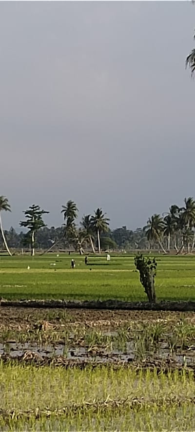 The image depicts a rural landscape in Peurupok, Indonesia, likely a rice paddy field. In the foreground, there are flooded agricultural areas with young green rice shoots and some darker, muddier patches. In the middle ground, a vast expanse of vibrant green rice paddies stretches out, dotted with several human figures engaged in agricultural activities. Some figures appear to be stooped or walking, suggesting planting or harvesting. Scattered throughout the field are also what appear to be scarecrows, likely used to deter birds from the crops. The background is characterized by a line of lush green trees, predominantly palm trees, with some taller, darker trees interspersed. In the far distance, a hazy outline of mountains or hills is visible. The sky is overcast with a light gray hue. The overall impression is one of an active agricultural community in a tropical setting.