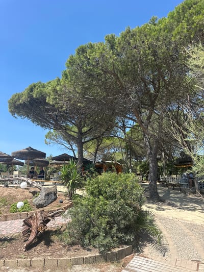 The image depicts an outdoor seating area at a beachside establishment, likely a restaurant or cafe, under the shade of large pine trees. The environment is sunny with a clear blue sky. In the foreground, there is a paved walkway with cobblestone accents, bordered by stone walls and a wooden bench. To the left, a large, weathered tree stump and rocks are visible amidst sparse vegetation and two white spherical objects, possibly decorative lights. Further back, several thatched umbrellas provide shade over tables and chairs. Some people are seated at these tables, engaged in conversation. The background shows more trees and structures, suggesting a relaxed, tropical atmosphere. The location is Biddeputzi/Villaputzu, Italy.