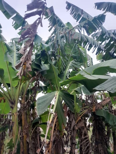 The scene depicts a dense cluster of mature banana plants (Musa species) in Ifo, Nigeria. Numerous pseudostems rise vertically, exhibiting a mix of vibrant green, broad leaves and several large, desiccated brown leaves that are torn and tattered, clinging to the upper portions of the plants. The pseudostems themselves appear robust, with visible texture from dried leaf sheaths. Through gaps in the dense foliage, an overcast or uniformly bright white sky is visible. In the lower right background, behind the plant trunks, hints of dry, unkempt ground and potential debris are discernable, suggesting an untended area. No individuals, animals, or specific actions are visible within the frame.