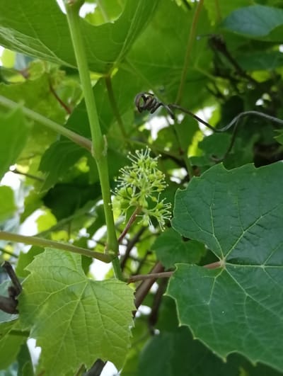 The image shows a close-up of a grapevine plant. The subjects are the green leaves of the grapevine, a developing cluster of small, light green flowers, and a tendril. The scene is set outdoors, among other foliage, with some out-of-focus green leaves and branches in the background. The lighting suggests it is daytime, and the bright green color of the leaves indicates good growing conditions, possibly on a sunny or overcast day. There are no people visible, nor any text. The overall impression is of a natural, botanical subject, likely captured in a garden or vineyard setting in Saldus, Latvia, during the growing season. The small flower cluster suggests the plant is in bloom or about to produce fruit. The coiled tendril is a characteristic feature of grapevines, used for climbing and support. The image is composed to highlight the delicate structure of the nascent flowers and the texture of the leaves.