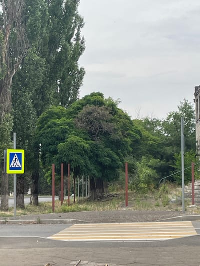 The image depicts a street scene in Manhush, Ukraine, with a pedestrian crossing prominently in the foreground. The crossing is marked by alternating white and yellow stripes on the asphalt. To the left of the crossing, a blue square traffic sign with a white pedestrian symbol is mounted on a pole. Beyond the crossing, a sidewalk is visible, bordered by a strip of dry grass and weeds. Several tall, thin, reddish-brown posts are spaced out in the background, potentially marking a boundary or under construction. A large, dense green tree with a somewhat gnarled and dry upper section dominates the mid-ground. Several other trees of varying sizes and foliage density are visible behind this central tree, suggesting a green, somewhat overgrown area. To the far right, part of a building with a stone facade and a section of lighter colored material is visible, along with another metal pole. The sky is overcast and a pale gray. The overall impression is of a somewhat neglected urban or semi-urban environment under cloudy skies.