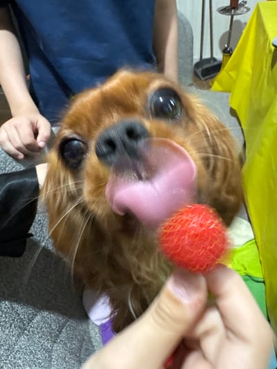 A close-up, eye-level shot shows a brown Cavalier King Charles Spaniel dog with large, dark eyes and a pink tongue extended, about to eat a small, red berry being held by a person's hand. The dog's fur is light brown, with darker brown markings on its face and ears. The background is blurred, but appears to be an indoor setting with a yellow tablecloth and other indistinct objects. The scene takes place in the city of Sapronovo, Russia.