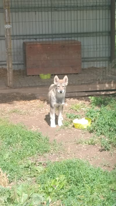 A young wolf stands in an outdoor enclosure in Kalnrozes, Latvia. The enclosure is made of wire mesh and has a wooden structure in the background, possibly a shelter. The ground is covered with dirt and some patches of grass. The wolf is light brown and gray with pointy ears and is looking directly at the camera. There is a yellow bowl with some white substance in it to the right of the wolf.