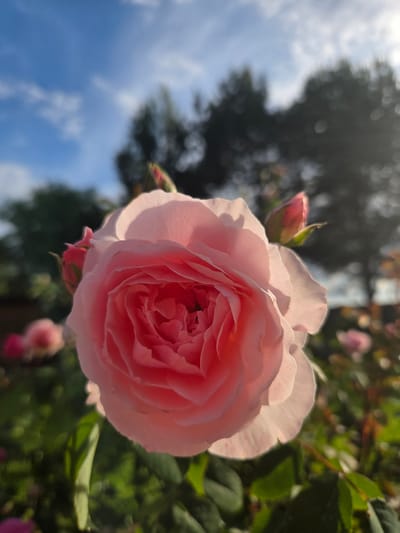 A close-up shot captures a delicate pink rose in full bloom, its petals unfurling to reveal a tightly packed center. The rose is illuminated by the warm glow of the sun, which casts a soft light and creates subtle shadows on its delicate surfaces. In the background, out-of-focus trees and a bright blue sky with scattered clouds suggest an outdoor setting. The scene is set in the city of Frolovo, Russia.