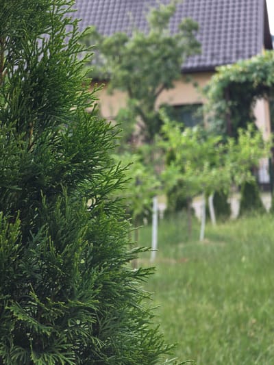 A close-up, horizontal shot shows the frilly branches of a dark green evergreen bush in the foreground. The bush's foliage is detailed, with many small, delicate needles. In the background, the scene is blurred, suggesting a shallow depth of field. A grey, tiled roof of a building is visible on the left, partially obscured by trees. Further in the background, more trees with green leaves are apparent, and beyond them, a lawn stretches out. The lighting appears to be natural daylight, possibly late afternoon given the soft shadows. The setting suggests a residential area or park in Pidhorodne, Ukraine. There is no visible text or activity taking place. The overall mood is serene and natural.