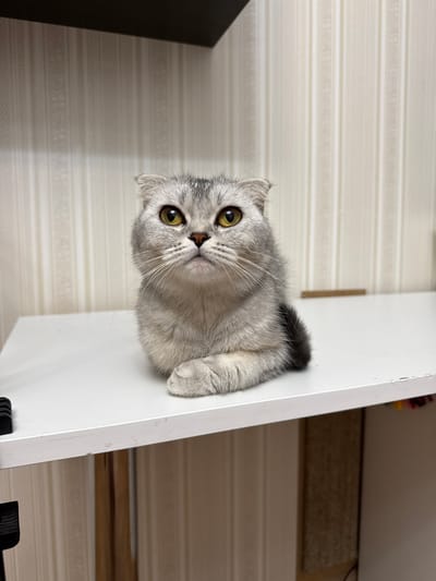A silver-grey Scottish Fold cat with bright yellow eyes is sitting on a white surface, likely a desk or shelf, with its paws tucked beneath it. The cat is looking directly at the camera with a curious expression. The background consists of a cream-colored wall with vertical stripes. The lighting is soft and even, highlighting the cat's fur and features. There are no other people or animals present in the frame. The scene appears to be indoors.