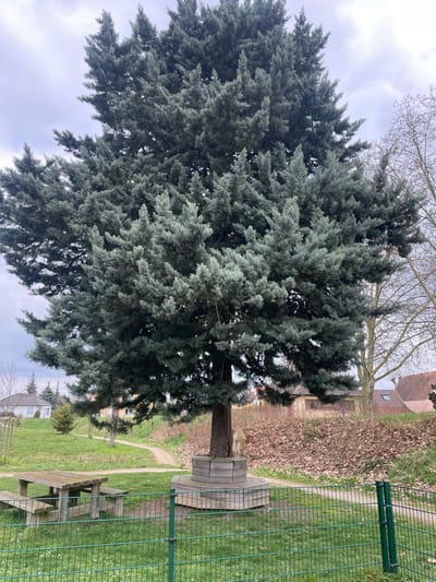 The image displays an outdoor park environment in Holtzheim, France, under an overcast sky. A prominent conifer tree, characterized by dense, blue-green foliage, occupies the central and upper portions of the frame, anchored by a thick brown trunk. A circular wooden bench structure, exhibiting signs of weathering, is built around the base of this central tree. In the left foreground, a weathered wooden picnic table with integrated benches is situated on mown green grass. A green metal mesh fence with posts spans across the lower midground, separating the immediate foreground grass from the area around the tree and path. A light-colored dirt path curves through the midground, passing adjacent to the tree and extending into the background. In the left background, a small white house with a dark roof and a smaller evergreen tree are visible on a grassy incline. The right background features an elevated slope densely covered with brown, dried leaves and bare deciduous shrubs, behind which residential buildings with tiled roofs are discernible. A leafless deciduous tree stands to the right of the main conifer. No individuals or active subjects are present within the scene.
