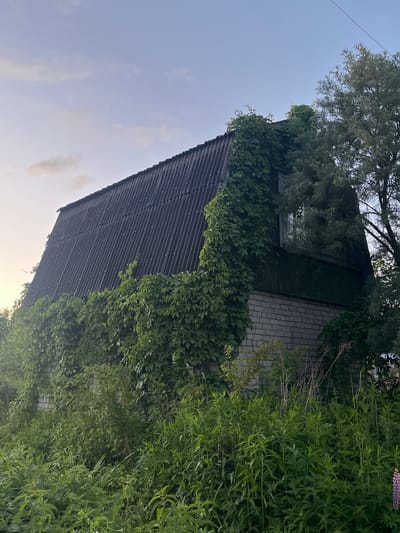 The image shows a two-story house in Клобушнево, Russia, with a steep, dark corrugated roof that is partially covered in green ivy. The lower part of the house is constructed of light-colored brick, and there is a dark green wooden section above the brick. Lush green vegetation, including tall grasses and plants, surrounds the house, with some of the greenery encroaching on the building itself. A large tree with silvery-green leaves is visible to the right of the house, and a single pink lupine flower is present in the foreground on the right side of the image. The sky above is a pale blue with a few wispy clouds. The scene appears to be an exterior shot during daylight.