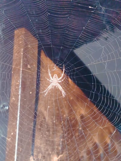 In the city of Көлкент, Kazakhstan, a spider is centered on its web, which is strung between wooden structures. The spider, a light-colored arachnid with visible legs and a distinct body shape, appears to be stationary. The web itself is a delicate, intricate network of silk threads, glistening faintly. The background is dark, with blurred wooden elements suggesting an outdoor or sheltered environment, possibly a shed or eaves. The overall scene is one of natural creation within a human-made structure.