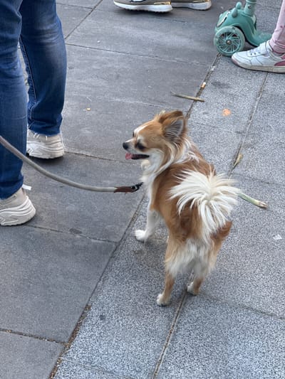 In Cornellà de Llobregat, Spain, a long-haired chihuahua on a leash stands on a sidewalk. The dog has tan and white fur and is looking to the left with its tongue slightly out. A person wearing blue jeans and white sneakers stands to the left of the dog, holding the leash. In the background, a teal scooter with a child's shoe on it is visible. The sidewalk is made of grey concrete pavers.