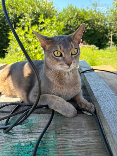 In this close-up, vertical, outdoor shot, a gray cat with striking yellow-green eyes is the central subject. The cat is positioned on a weathered wooden surface, possibly a fence or an outdoor structure, with its paws gripping a black cable. The cat's fur is a mix of gray and taupe, and its whiskers are prominent. Its gaze is directed upwards and slightly to the left, with a curious and alert expression. The background is a blur of vibrant green foliage and a bright blue sky, suggesting a sunny day. The wooden surface shows signs of age, with visible grain and remnants of green paint. The lighting indicates it's likely daytime, possibly late morning or early afternoon, with the sun casting soft shadows on the cat's fur and the wooden plank. The overall mood is one of natural curiosity and a moment captured in an outdoor environment. There is no visible text in the image. The location context is Petrovsky, Russia.