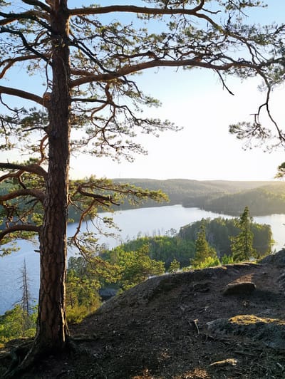 A scenic view from a rocky outcrop overlooking a lake and a forested landscape in Skriketorp, Sweden. A large pine tree with textured bark and gnarled branches dominates the left foreground. The tree's roots are exposed on the dark, earthy ground of the outcrop. In the background, a calm, blue lake is surrounded by rolling hills covered in dense, green forest. The sky is bright and clear, with the sun's light creating a warm glow on the distant trees. The scene is devoid of any people or man-made structures, emphasizing the natural beauty of the environment.