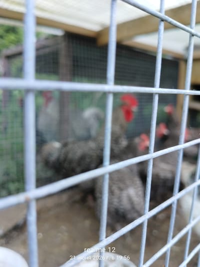 The image shows a group of chickens in an outdoor enclosure with a wire fence in the foreground. Some chickens are dark gray with some white feathers, while others appear to be lighter in color. One chicken in the background has a red comb. The enclosure appears to be made of wire mesh and wood. The ground inside the enclosure is dirt. The timestamp in the lower right corner indicates the photo was taken on June 21, 2026, at 19:56. The text "realme 12" is also present. The location is identified as Космос-2 Снт, Russia.